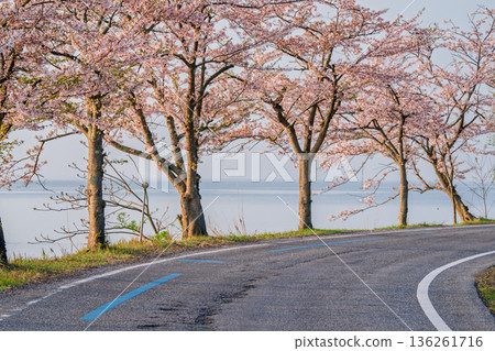 在滋賀縣高島市高海津大崎拍攝櫻花和竹生島 136261716