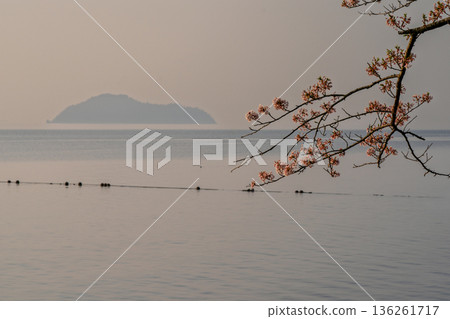 在滋賀縣高島市高海津大崎拍攝櫻花和竹生島 在滋賀縣高島市高海津大崎拍攝櫻花和竹生島 136261717
