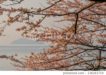 Photographed cherry blossoms and Chikubu Island in Takakaizu Osaki, Takashima City, Shiga Prefecture Photographed cherry blossoms and Chikubu Island in Takakaizu Osaki, Takashima City, Shiga Prefecture 136261719