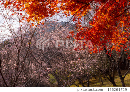 埼玉縣兒玉郡上川町矢野，冬櫻花、紅葉名勝，白峰公園，冬櫻花、楓葉盛開等紅葉秀 136261729