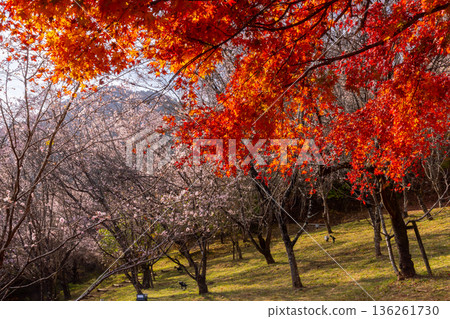 埼玉縣兒玉郡上川町矢野，冬櫻花、紅葉名勝，白峰公園，冬櫻花、楓葉盛開等紅葉秀 136261730