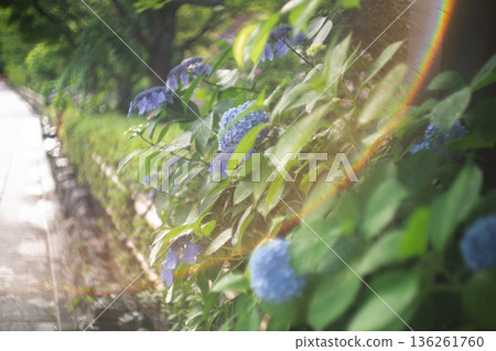雨季時在京都潮濕的祗園拍攝美麗的繡球花 136261760