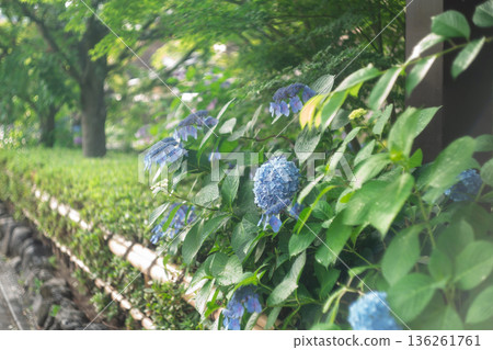 Photographing hydrangeas that look great in Kyoto's humid Gion during the rainy season 136261761