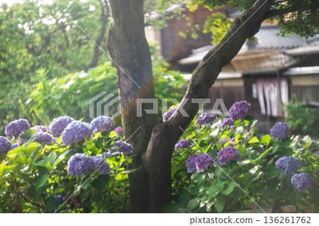 雨季時在京都潮濕的祗園拍攝美麗的繡球花 雨季時在京都潮濕的祗園拍攝美麗的繡球花 136261762