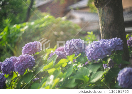 Photographing hydrangeas that look great in Kyoto's humid Gion during the rainy season Photographing hydrangeas that look great in Kyoto's humid Gion during the rainy season 136261765