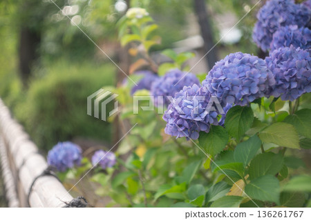 雨季時在京都潮濕的祗園拍攝美麗的繡球花 136261767