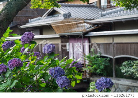 Photographing hydrangeas that look great in Kyoto's humid Gion during the rainy season Photographing hydrangeas that look great in Kyoto's humid Gion during the rainy season 136261775