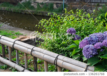 雨季時在京都潮濕的祗園拍攝美麗的繡球花 136261788