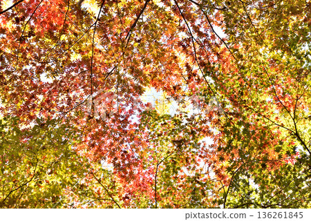 Shiba Park with beautiful autumn leaves Shiba Park with beautiful autumn leaves 136261845