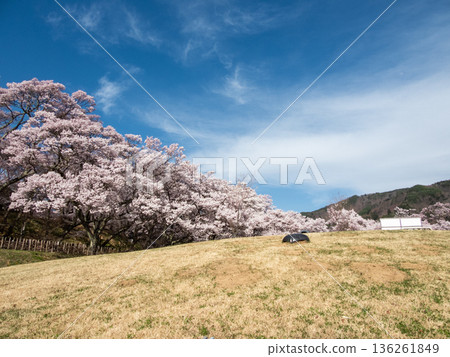 Sakura Takashi Sakura Takashi 136261849