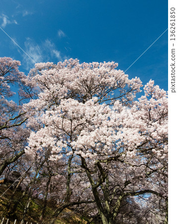 Sakura Takashi Sakura Takashi 136261850