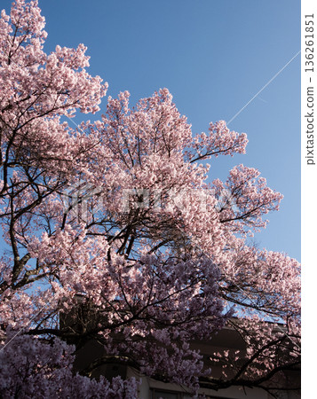 Sakura Takashi Sakura Takashi 136261851