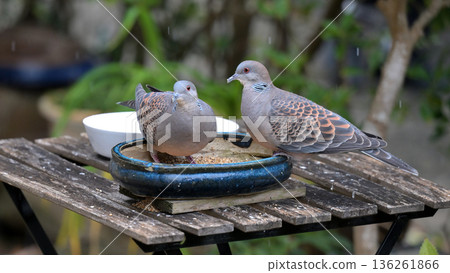 A pair of Oriental Turtle Doves came to the feeding grounds in the snow A pair of Oriental Turtle Doves came to the feeding grounds in the snow 136261866