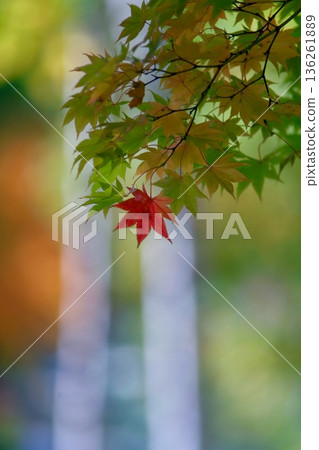 山秋葉和樺樹 136261889