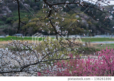 Photographing the cherry blossoms at Sewari Embankment, heralding the arrival of spring in Yawata City, Kyoto Prefecture 136261890