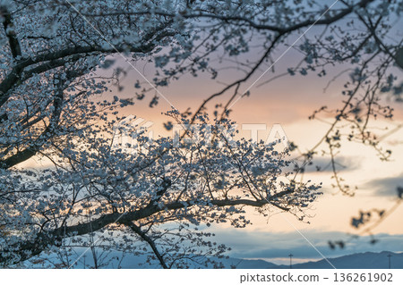 Photographing the cherry blossoms at Sewari Embankment, heralding the arrival of spring in Yawata City, Kyoto Prefecture Photographing the cherry blossoms at Sewari Embankment, heralding the arrival of spring in Yawata City, Kyoto Prefecture 136261902