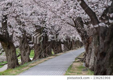 在京都府八幡市瀨下理堤岸拍攝櫻花，預示著春天的到來。 136261908