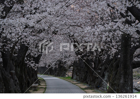 Photographing the cherry blossoms at Sewari Embankment, heralding the arrival of spring in Yawata City, Kyoto Prefecture Photographing the cherry blossoms at Sewari Embankment, heralding the arrival of spring in Yawata City, Kyoto Prefecture 136261914