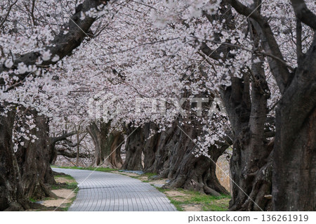 Photographing the cherry blossoms at Sewari Embankment, heralding the arrival of spring in Yawata City, Kyoto Prefecture Photographing the cherry blossoms at Sewari Embankment, heralding the arrival of spring in Yawata City, Kyoto Prefecture 136261919