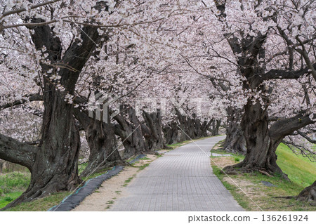 Photographing the cherry blossoms at Sewari Embankment, heralding the arrival of spring in Yawata City, Kyoto Prefecture 136261924
