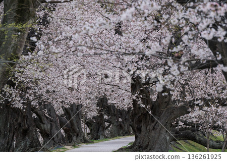 Photographing the cherry blossoms at Sewari Embankment, heralding the arrival of spring in Yawata City, Kyoto Prefecture 136261925