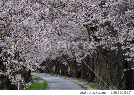 Photographing the cherry blossoms at Sewari Embankment, heralding the arrival of spring in Yawata City, Kyoto Prefecture 136261927