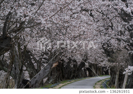 Photographing the cherry blossoms at Sewari Embankment, heralding the arrival of spring in Yawata City, Kyoto Prefecture 136261931