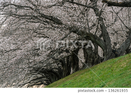 Photographing the cherry blossoms at Sewari Embankment, heralding the arrival of spring in Yawata City, Kyoto Prefecture 136261935