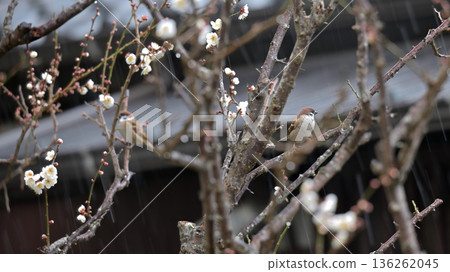 下雪天，一隻麻雀飛到了一根李子樹枝上。 136262045