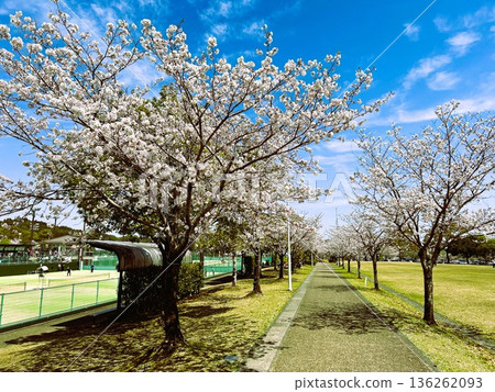 櫻花盛開的公園 櫻花盛開的公園 136262093