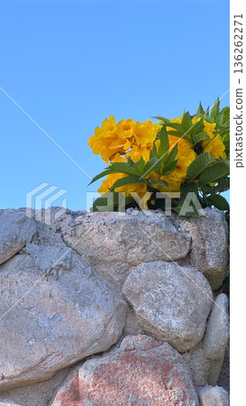 Sunlit Flowers Spill Over Aged Rocky Surface Reflecting Lively Energy. Vivid Yellow Blossoms Tumble Past Old Stone Edge Under Warm Sunlight Showing Vibrant Tranquility 136262271
