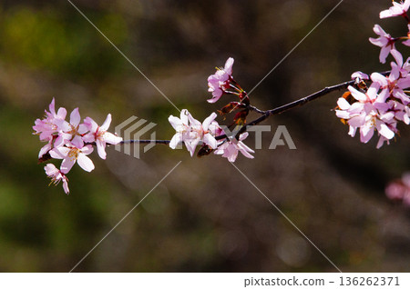 Oyo Yamazakura 136262371