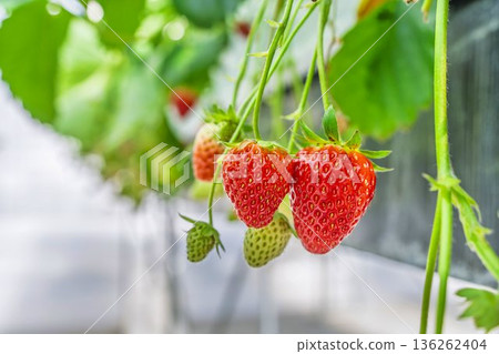 Red ripe strawberries strawberry picking Red ripe strawberries strawberry picking 136262404