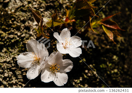 Yoshino cherry tree 136262431