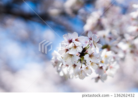 Yoshino cherry tree 136262432