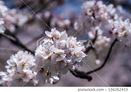 吉野櫻花樹 136262433