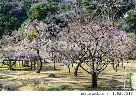 二月初，東京小石川後樂園（與水戶德川家族有關的梅樹林，國家特別歷史遺跡） 136262518
