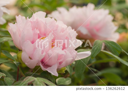 Large peony flower 136262612