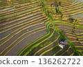 Shining Rice Terraces (aerial view) 136262722