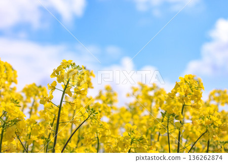 Abira Town, Hokkaido: Rape blossoms swaying in the breeze under a clear blue sky [May] 136262874