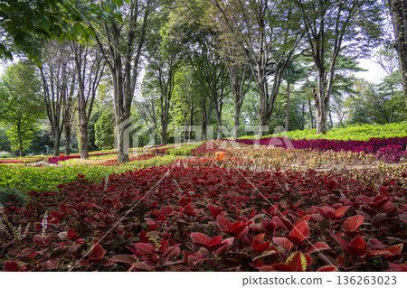 彩葉草，武藏丘陵國家公園 136263023