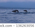 Synchronized swimming dolphins in Bali 136263056