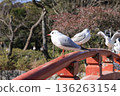 鶴岡八幡宮的海鷗 136263154