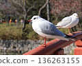鶴岡八幡宮的海鷗 136263155