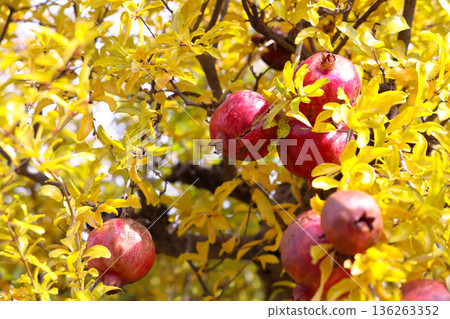 Nov 24 2025 Pomegranates Amid Golden Leaves in a Sunlit Orchard with Bright Nov 24 2025 Pomegranates Amid Golden Leaves in a Sunlit Orchard with Bright 136263352