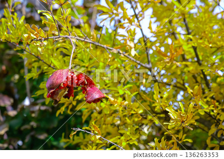 Nov 24 2025 Pomegranates Amid Golden Leaves in a Sunlit Orchard with Bright Nov 24 2025 Pomegranates Amid Golden Leaves in a Sunlit Orchard with Bright 136263353