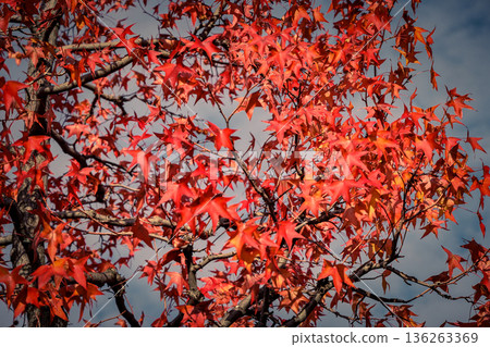 red maple trees line Oshikoji Dori street in Kyoto Nov 24 2025 136263369