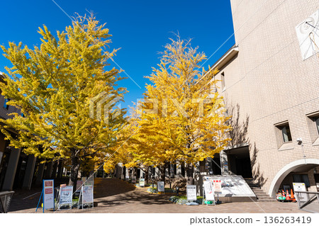 沿著東京都立大學南大澤校區銀杏樹成蔭的街道漫步，地址：東京都八王子市南大澤 136263419