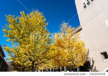 The majestic ginkgo tree-lined street at Tokyo Metropolitan University, Minami-Osawa, Hachioji, Tokyo The majestic ginkgo tree-lined street at Tokyo Metropolitan University, Minami-Osawa, Hachioji, Tokyo 136263426