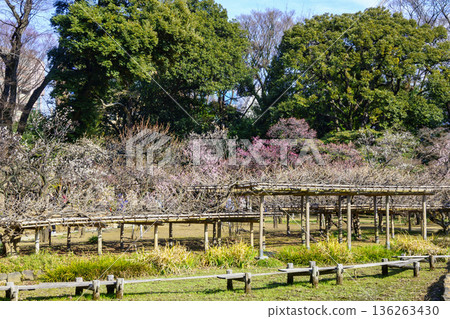 Koishikawa Korakuen Garden, Tokyo, Red Plum Blossoms, a National Historic Site Koishikawa Korakuen Garden, Tokyo, Red Plum Blossoms, a National Historic Site 136263430
